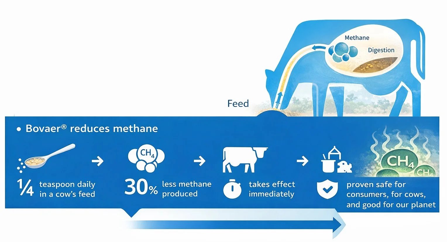 Figure: Visual showing how Bovaer reduces methane emission.